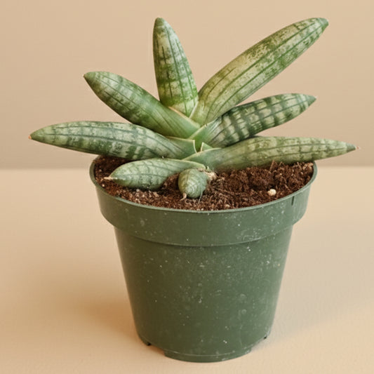 Sansevieria ‘Bonji’ - 4.5” pot