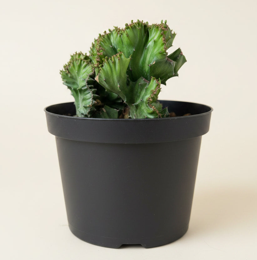Coral Cactus - Euphorbia lactea 'cristata' 8” pot