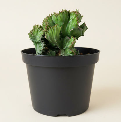 Coral Cactus - Euphorbia lactea 'cristata' 8” pot