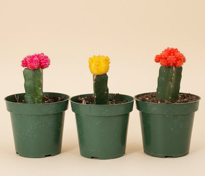 Grafted Moon Cactus - Gymnocalycium mihanovichii
