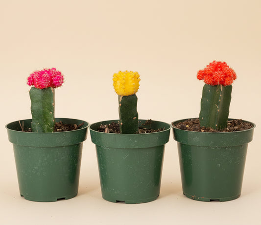 Grafted Moon Cactus - Gymnocalycium mihanovichii