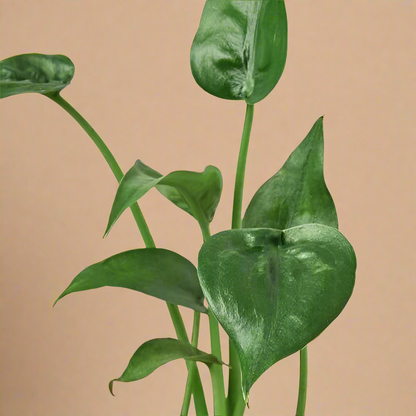 4” Alocasia Tiny Dancer