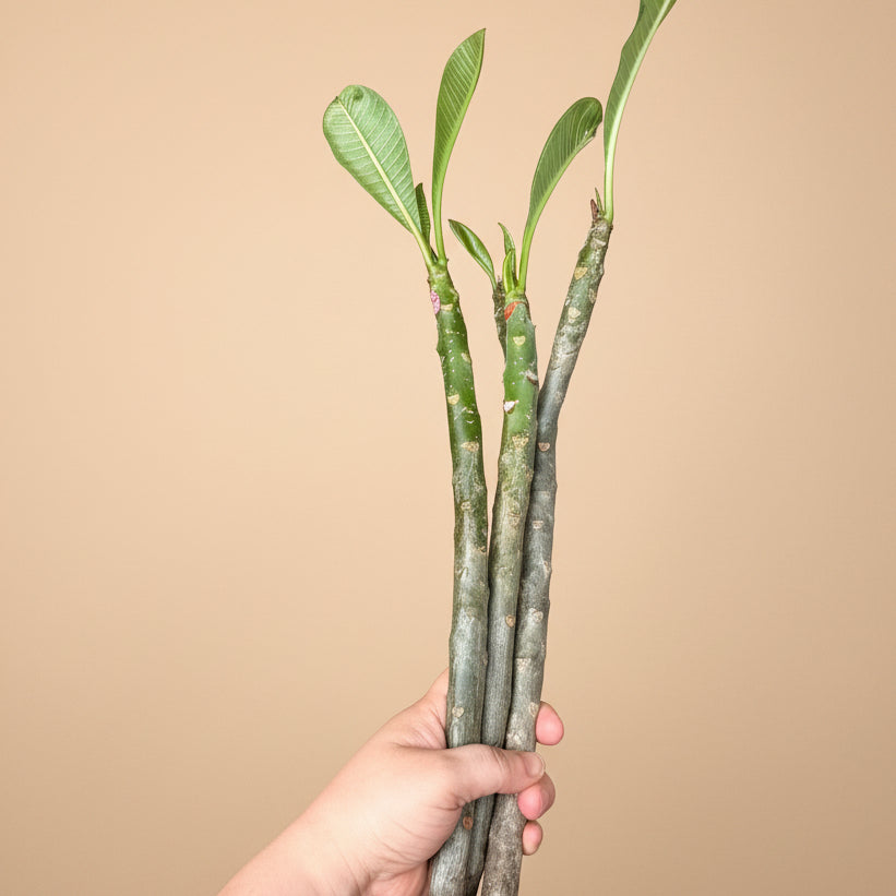 Set of Three Mexican Plumeria Cuttings