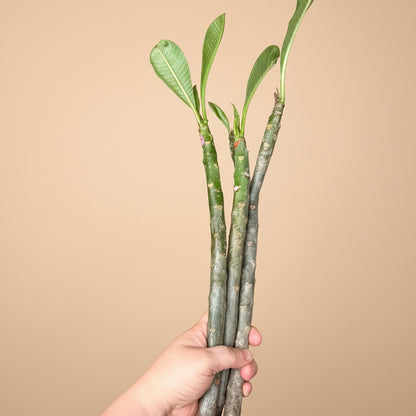 Set of Three Mexican Plumeria Cuttings