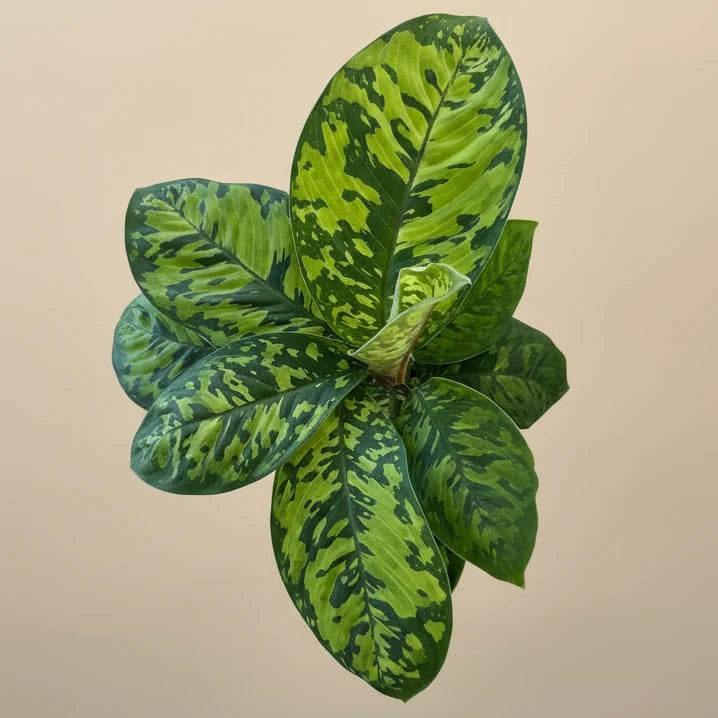 Homalomena ‘Camouflage Wassilii’ - 4” pot