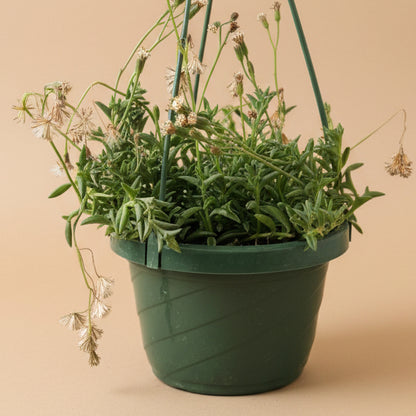 String of Dolphins 6” Hanging Basket