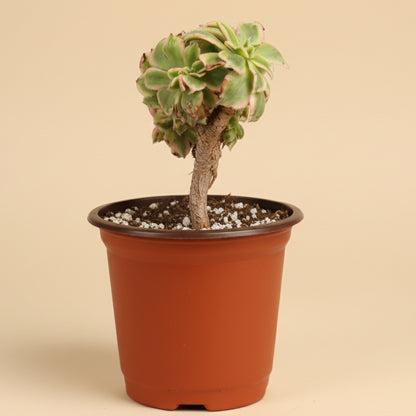 Crested Aeonium ‘Sunburst’ Bonsai Succulent Tree 4” pot