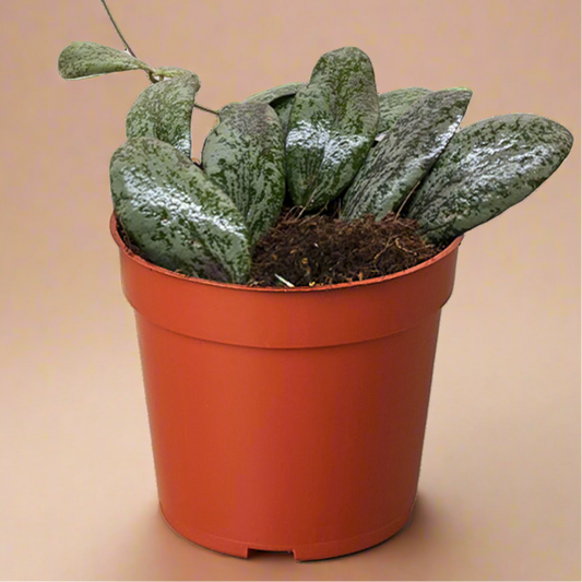 Hoya Sigillatis Round