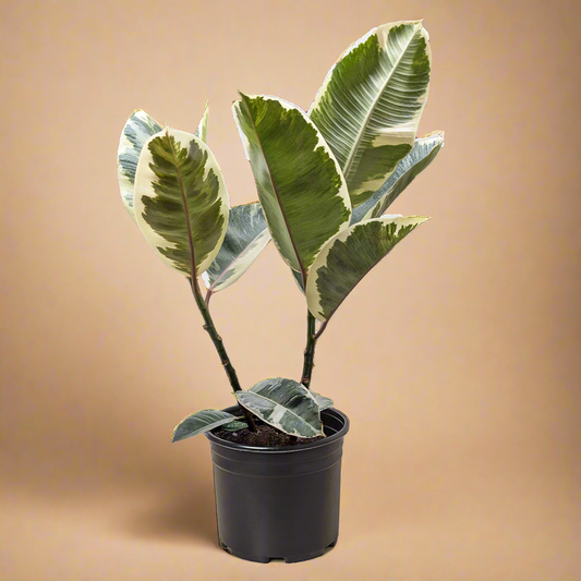 Ficus Elastica 'Tineke'