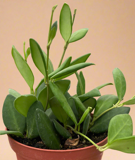Hoya Chouke
