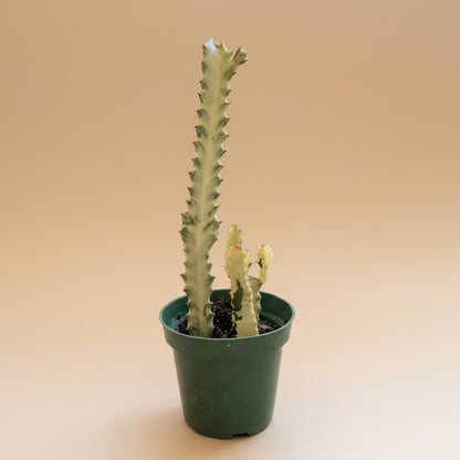 Euphorbia Dragon Bone Ghost Cactus