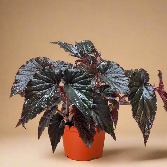 Begonia 'Black Magic'