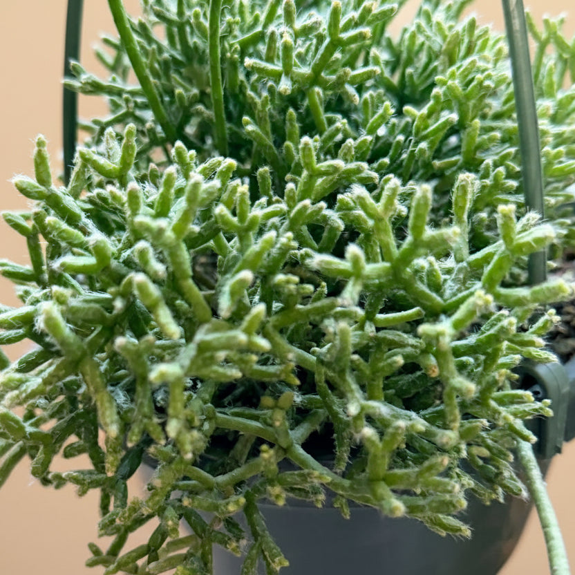 Rhipsalis Cereuscula - Coral Cactus