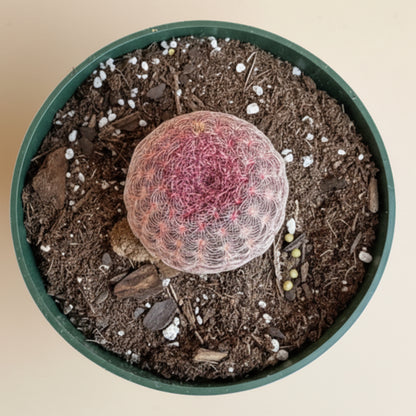 Echinocereus Rigidissimus Rainbow Cactus