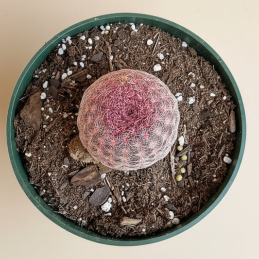 Echinocereus Rigidissimus Rainbow Cactus