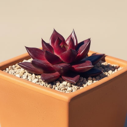 Echeveria Agavoides ‘Robin’
