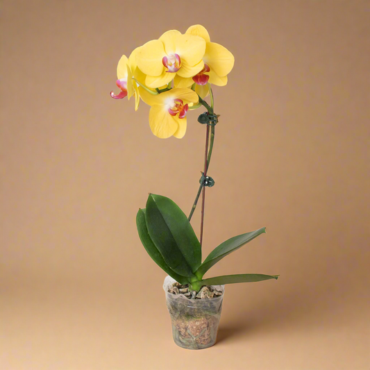 Orchid 'Yellow Phalaenopsis'