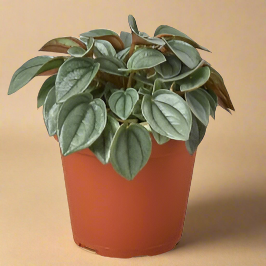 Peperomia 'Napoli Nights' - 4" Pot
