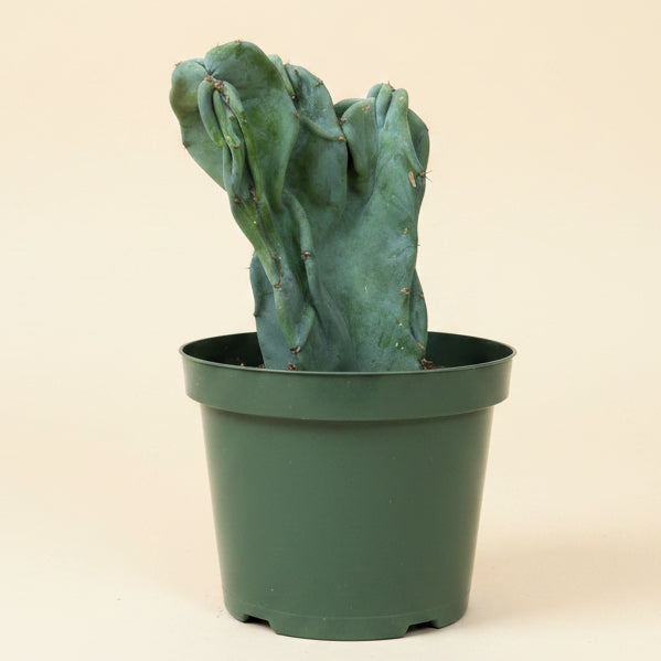 Monstrose Apple Cactus 'Cereus peruvianus monstrose' 8” pot