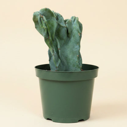 Monstrose Apple Cactus 'Cereus peruvianus monstrose' 8” pot