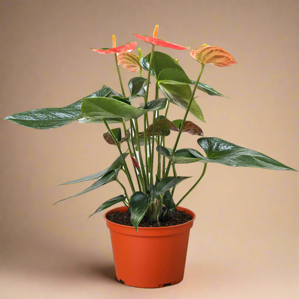 Anthurium andraeanum ‘Orange Flower’