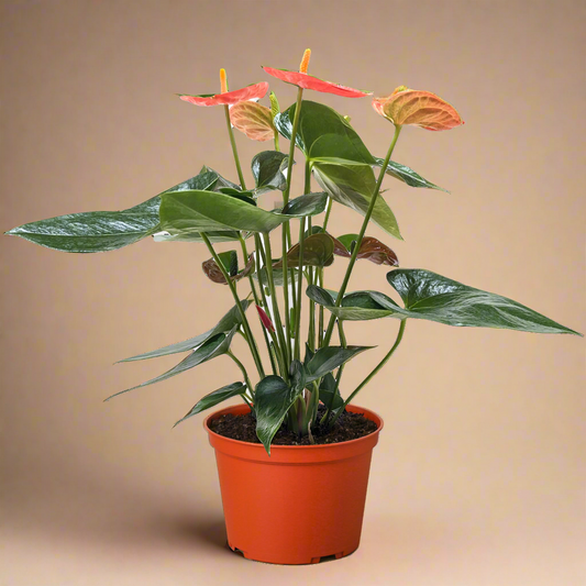 Anthurium andraeanum ‘Orange Flower’