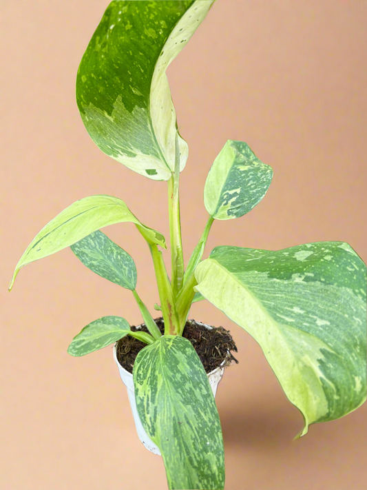 Philodendron Jose Bueno