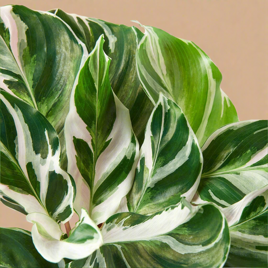 Calathea 'White Fusion'