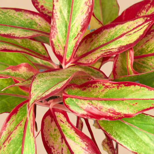 Aglaonema ‘Red Siam’
