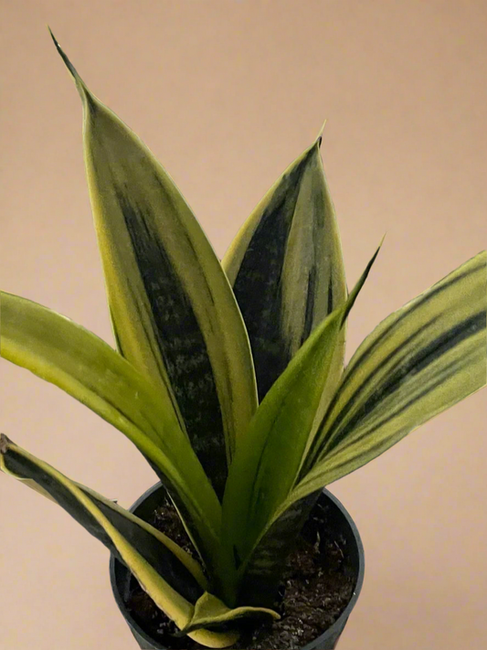Sansevieria Trifasciata 'Gold Flame'