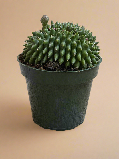 4.5” Gymnocalycium mihanovichii Inermis Cristata ‘Spineless’