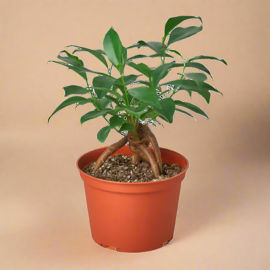 Ficus 'Ginseng'
