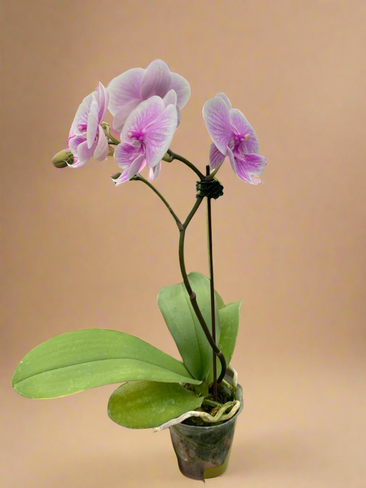 Orchid 'Light Pink Phalaenopsis'