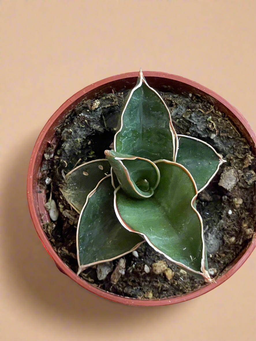 3.5” Sansevieria ‘Bonji’
