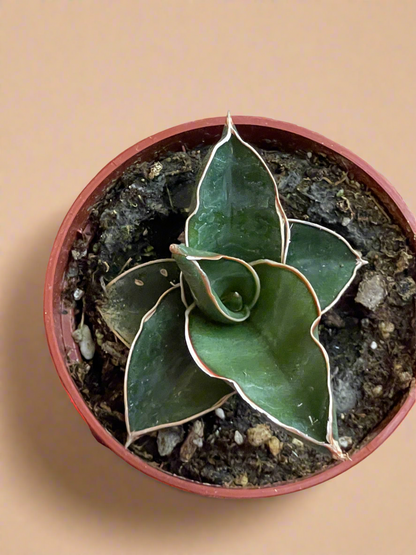 3.5” Sansevieria ‘Bonji’