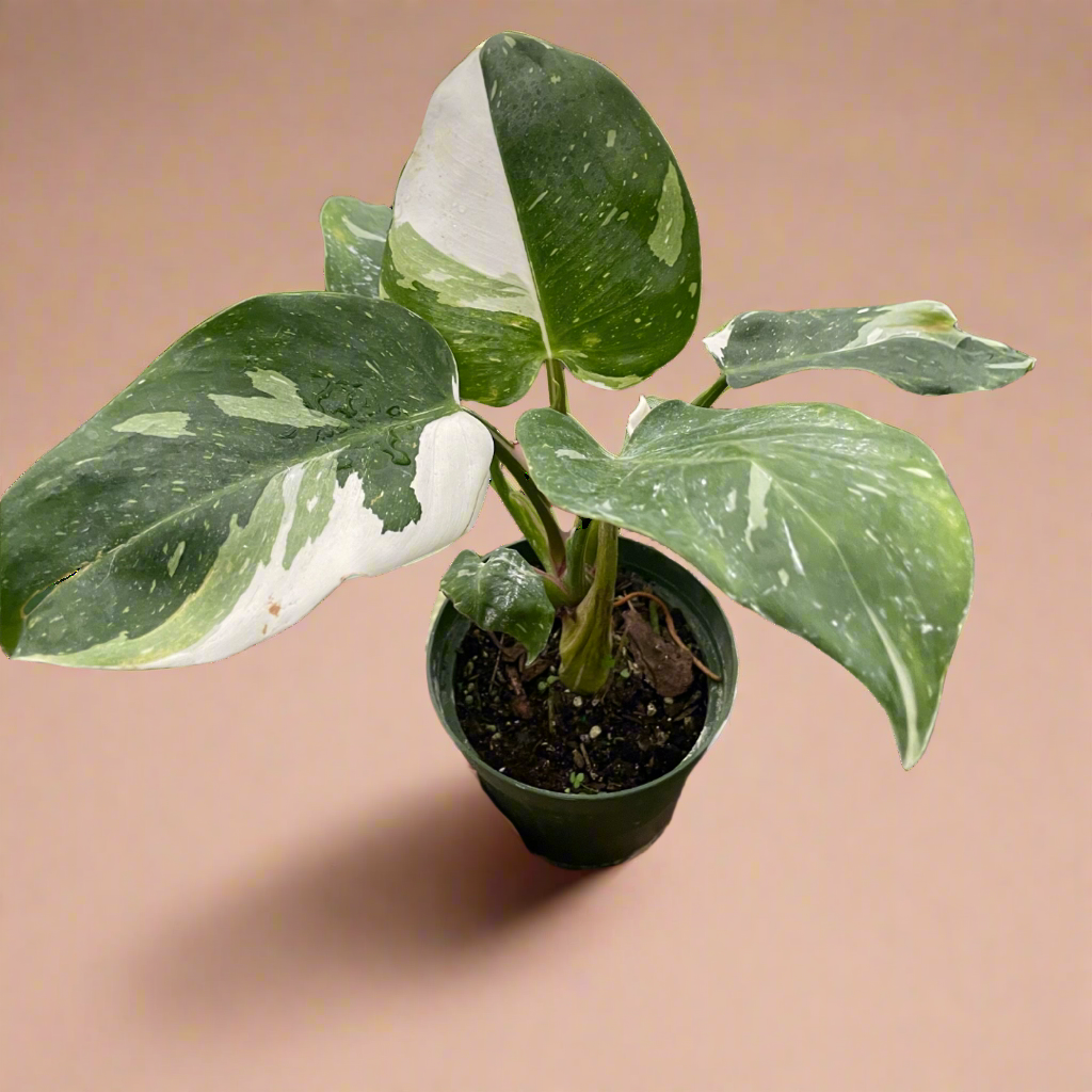 Philodendron 'White Princess'