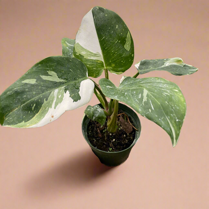 Philodendron 'White Princess'