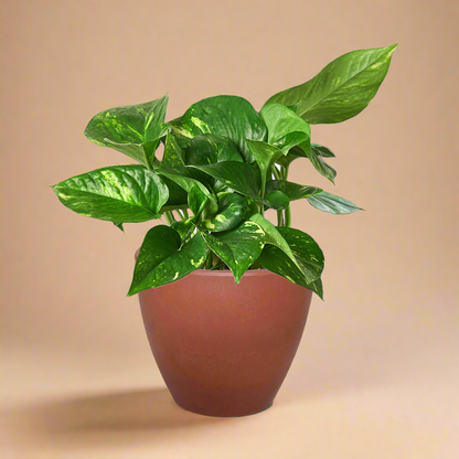 Pothos 'Golden'