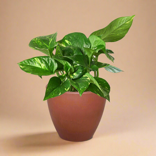 Pothos 'Golden'
