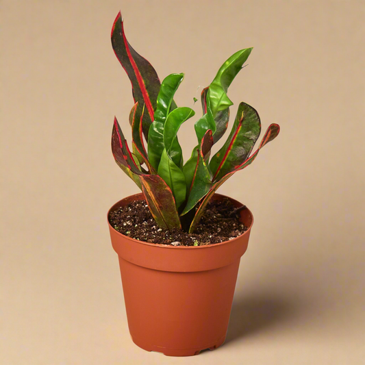 Croton 'Mammy'