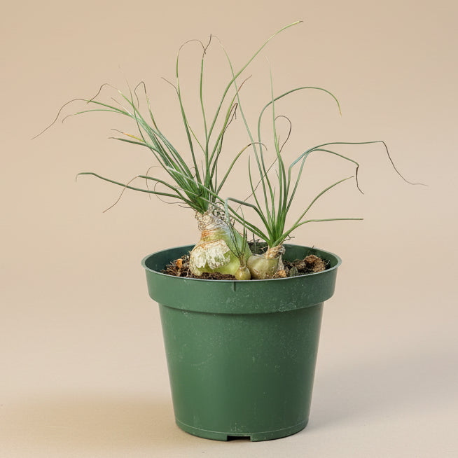 Climbing Onion (Bowiea volubilis)