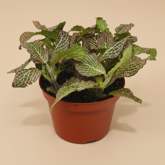 Fittonia 'Pink'