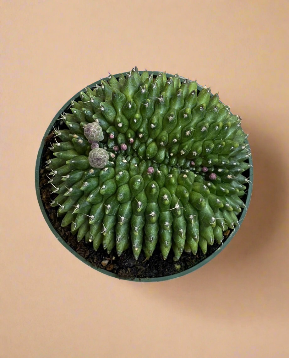 4.5” Gymnocalycium mihanovichii Inermis Cristata ‘Spineless’