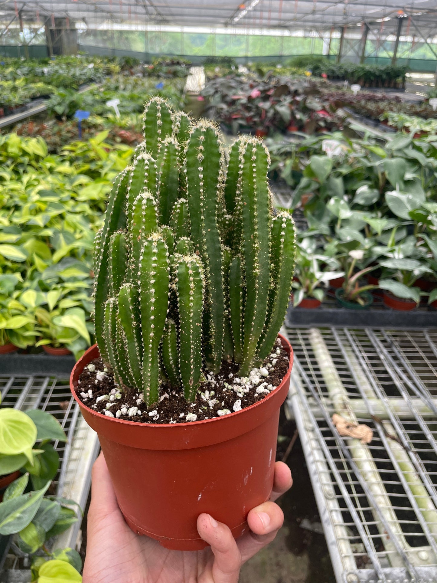 Fairy Castle Cactus - 4.5” pot