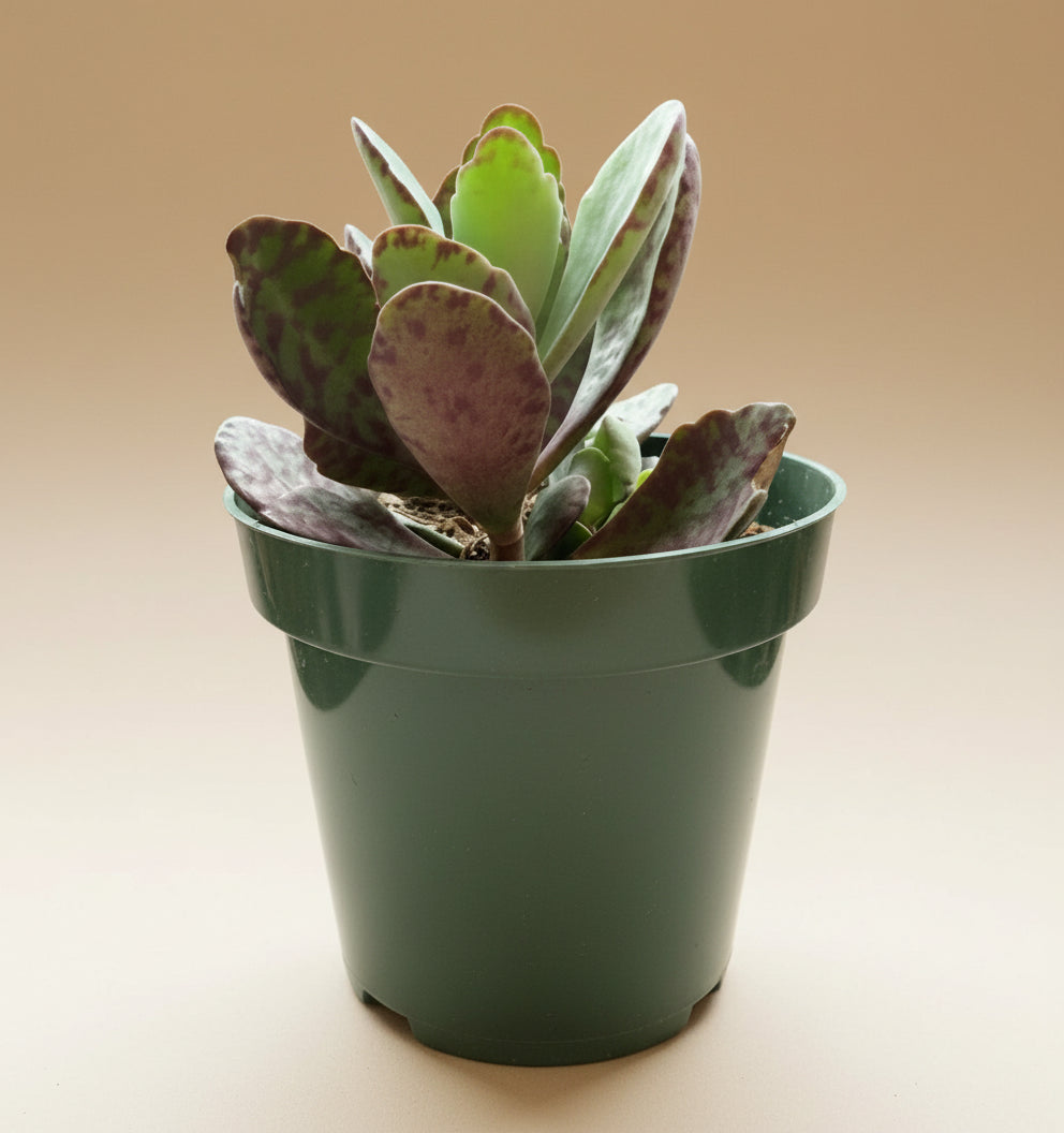 Kalanchoe Humilis ‘Desert Surprise’