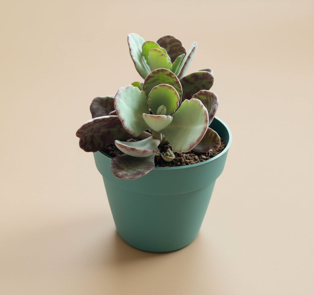 Kalanchoe Humilis ‘Desert Surprise’