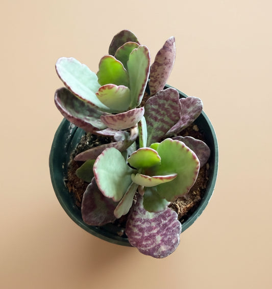 Kalanchoe Humilis ‘Desert Surprise’