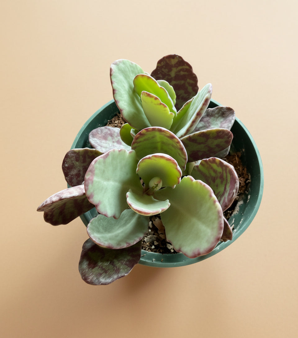 Kalanchoe Humilis ‘Desert Surprise’