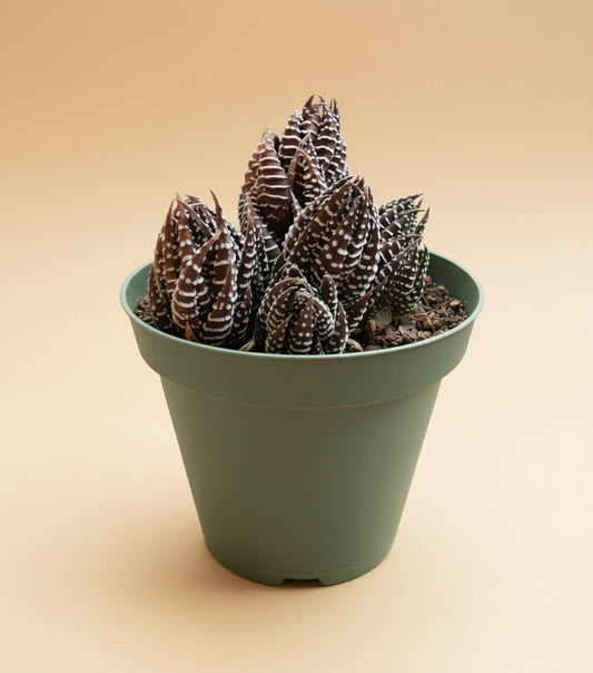 4” Haworthia Fasciata (Zebra Haworthia)