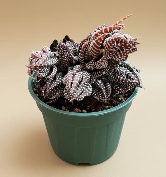 4” Haworthia Fasciata (Zebra Haworthia)